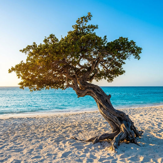 A Perfect Day in Aruba: Family-Friendly Itinerary