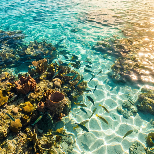 Cozumel in a Day: Cruise Passenger Itinerary